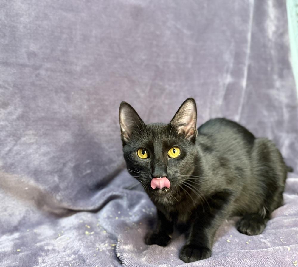 Onyx, Adoptable, Kitten Female Domestic Short Hair.