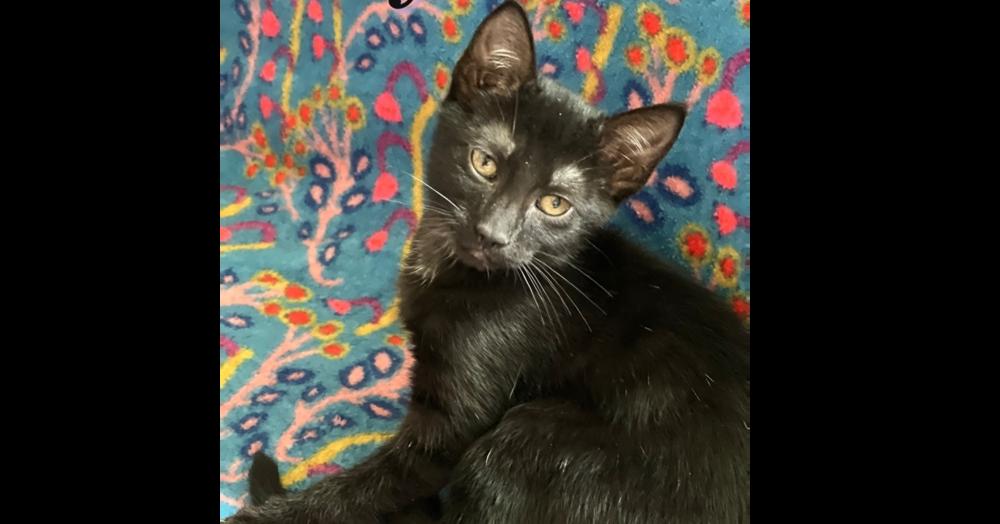 Onyx, a Adoptable Domestic Short Hair in Saint Augustine, FL image 2/6