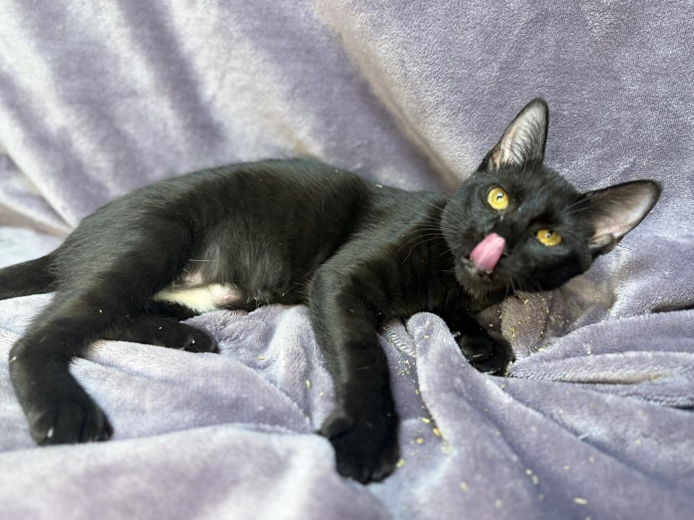 Onyx, a Adoptable Domestic Short Hair in Saint Augustine, FL image 3/6