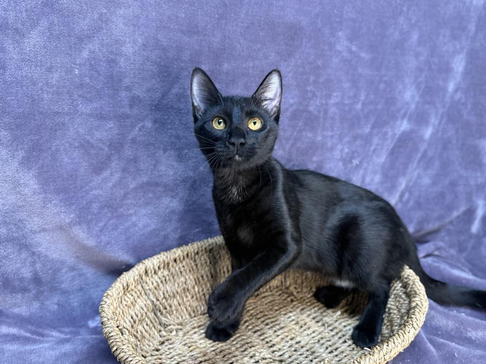Onyx, a Adoptable Domestic Short Hair in Saint Augustine, FL image 4/6