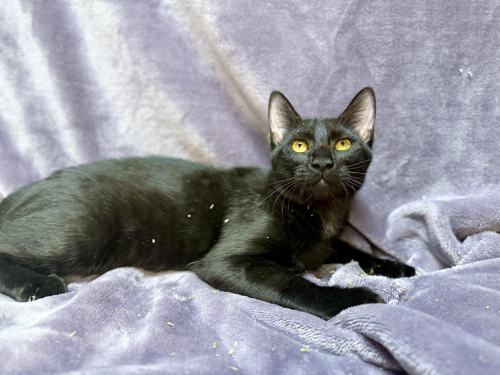 Onyx, a Adoptable Domestic Short Hair in Saint Augustine, FL image 5/6