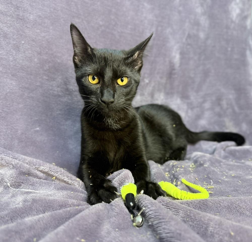 Onyx, a Adoptable Domestic Short Hair in Saint Augustine, FL image 6/6