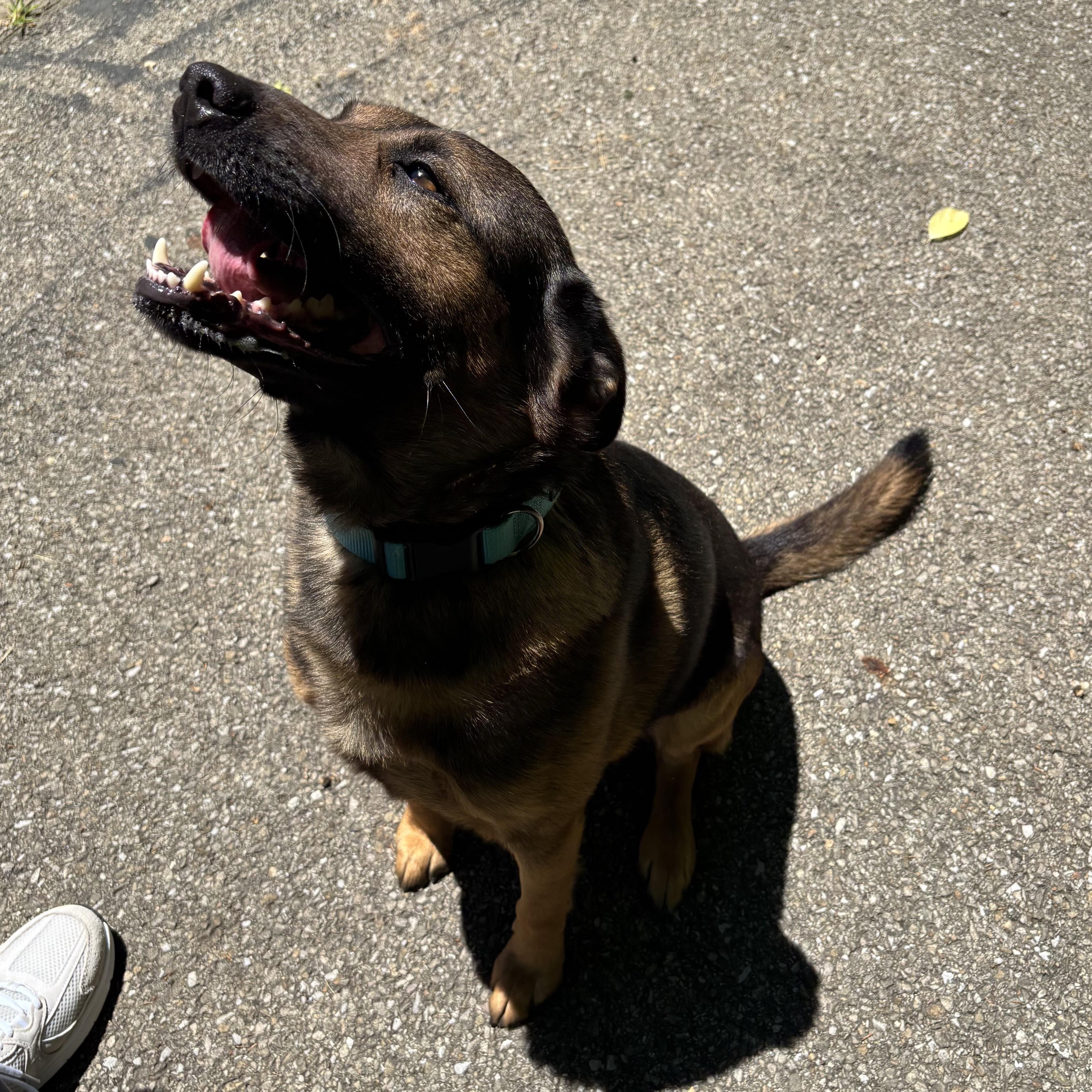 Milo, a ADOPTABLE Mixed Breed in Waynesburg, PA image 3/6