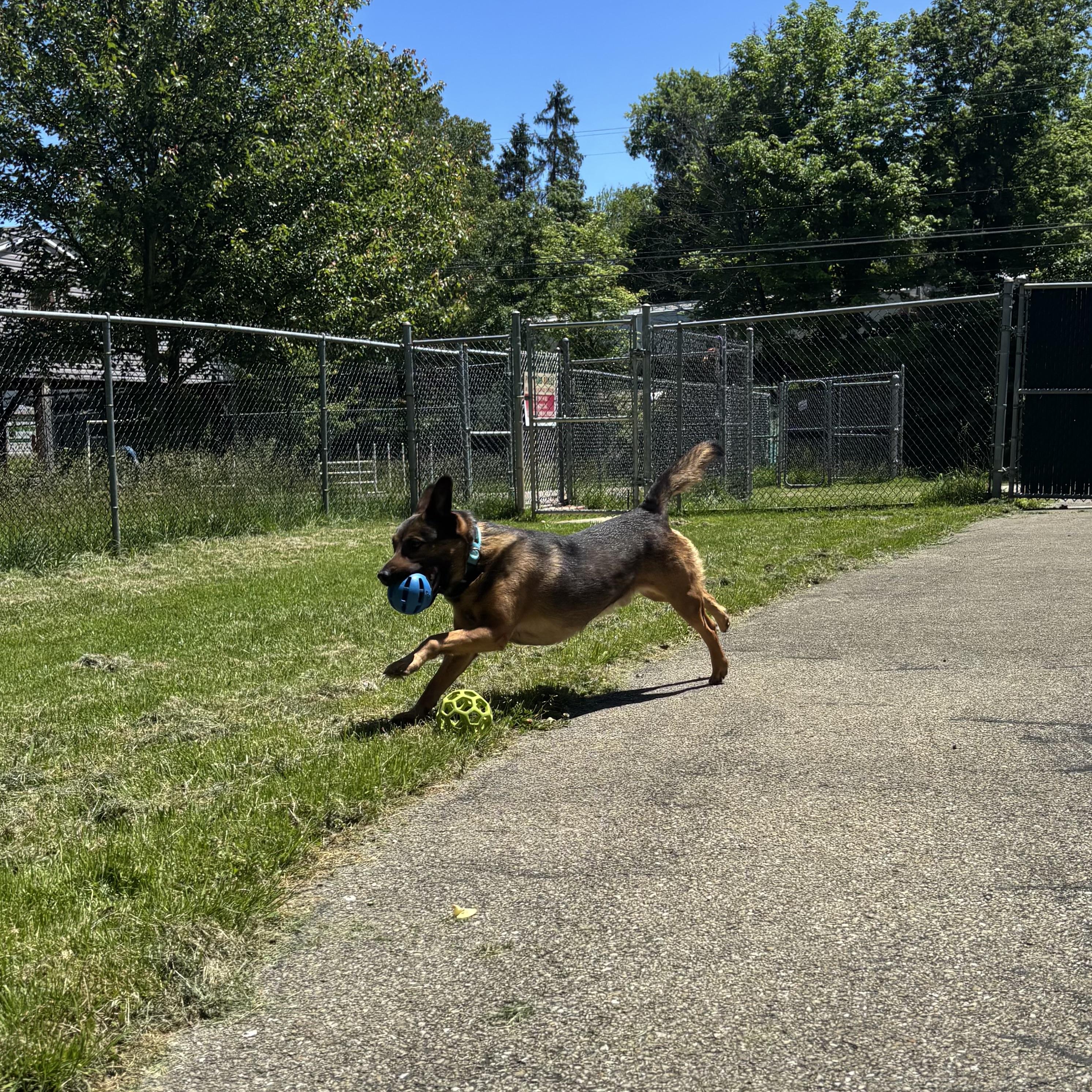 Milo, a ADOPTABLE Mixed Breed in Waynesburg, PA image 2/6