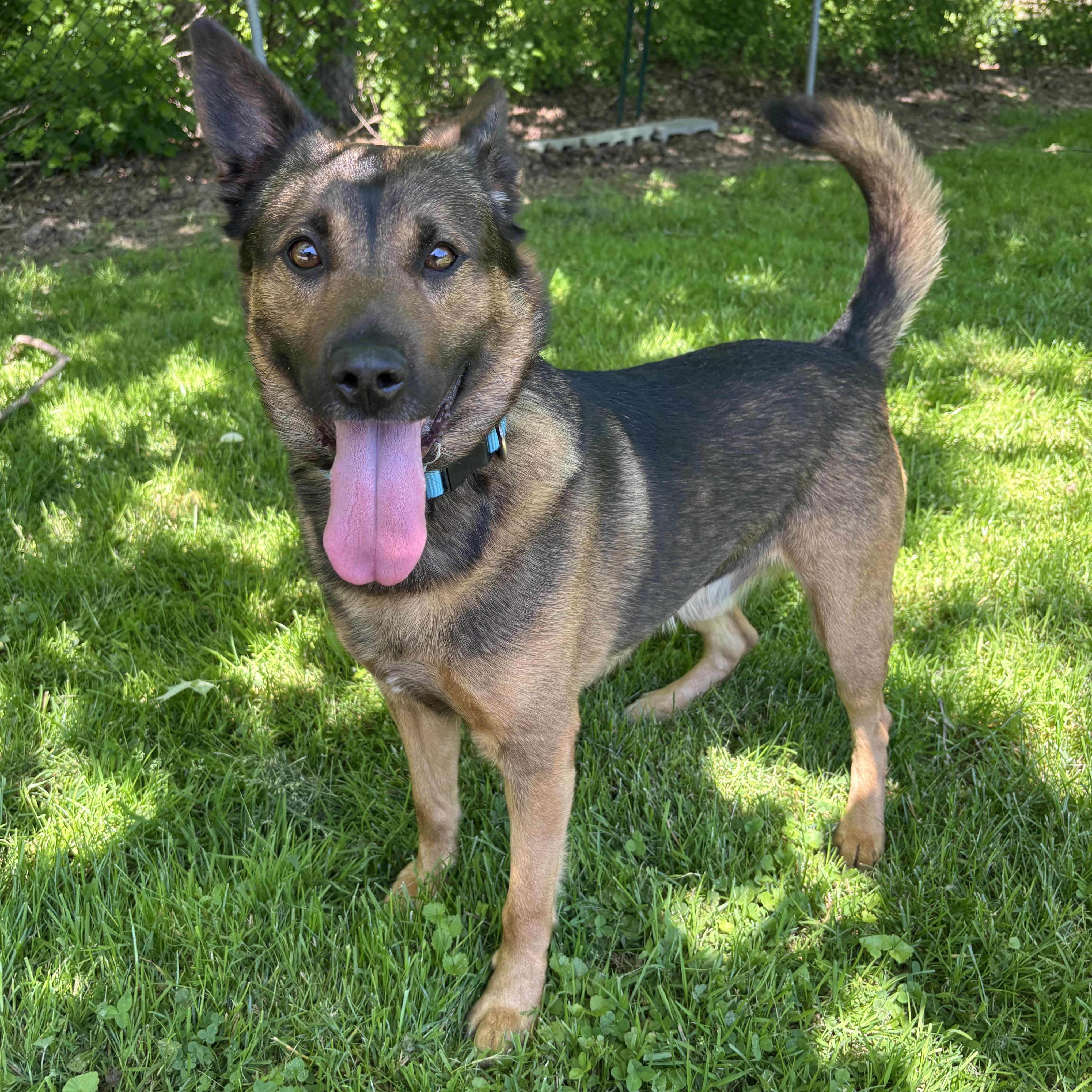 Milo, a ADOPTABLE Mixed Breed in Waynesburg, PA image 5/6