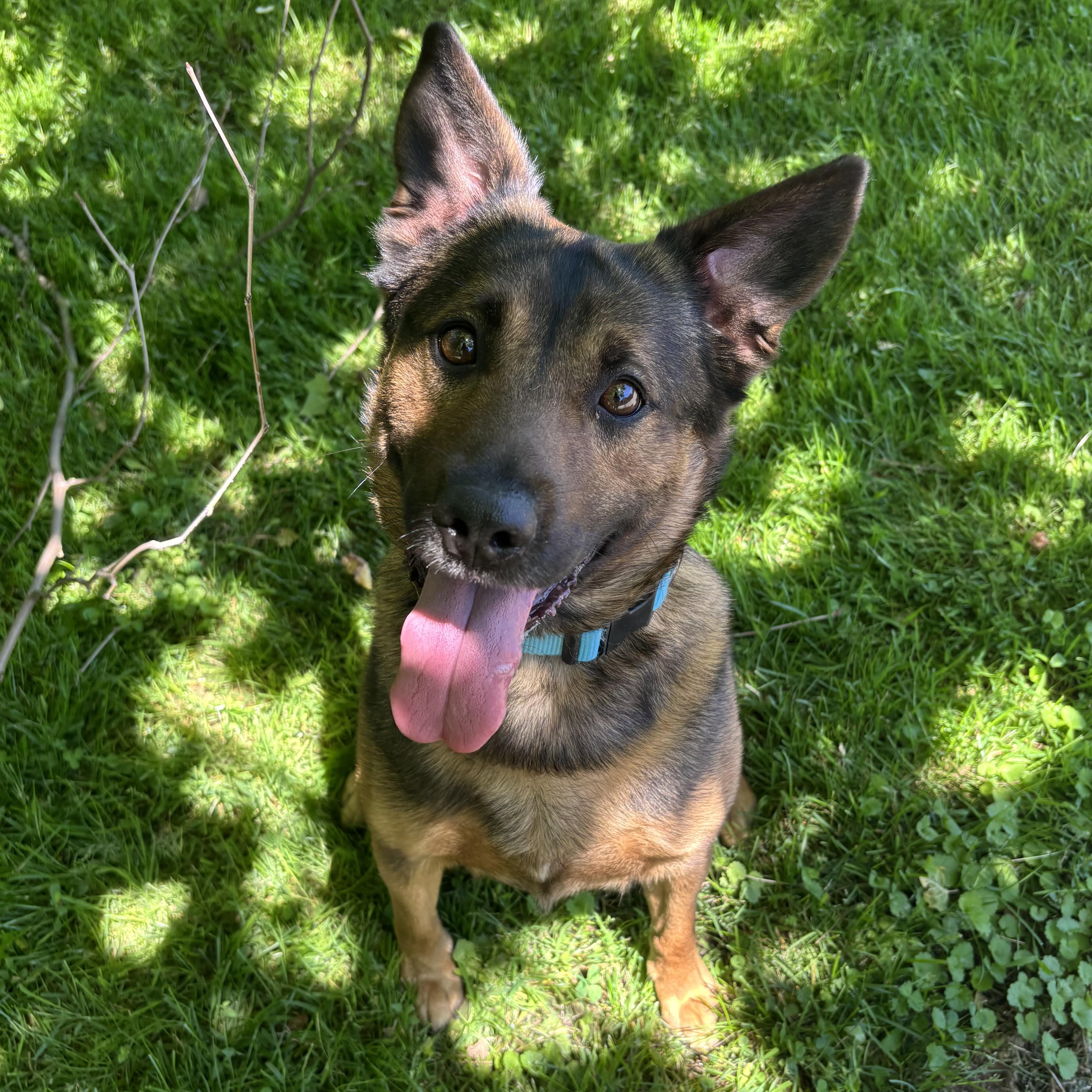 Milo, a ADOPTABLE Mixed Breed in Waynesburg, PA image 1/6