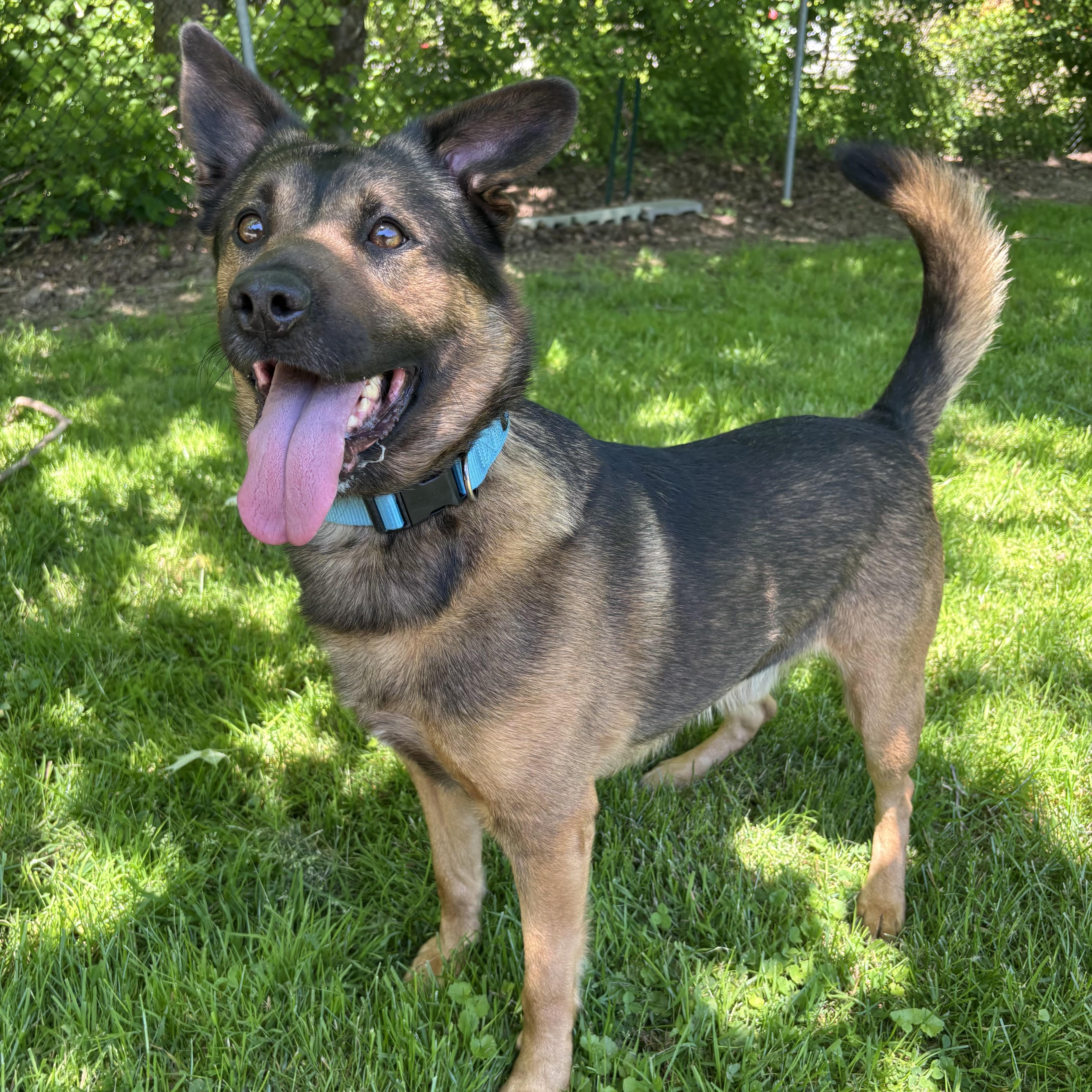 Milo, a ADOPTABLE Mixed Breed in Waynesburg, PA image 6/6