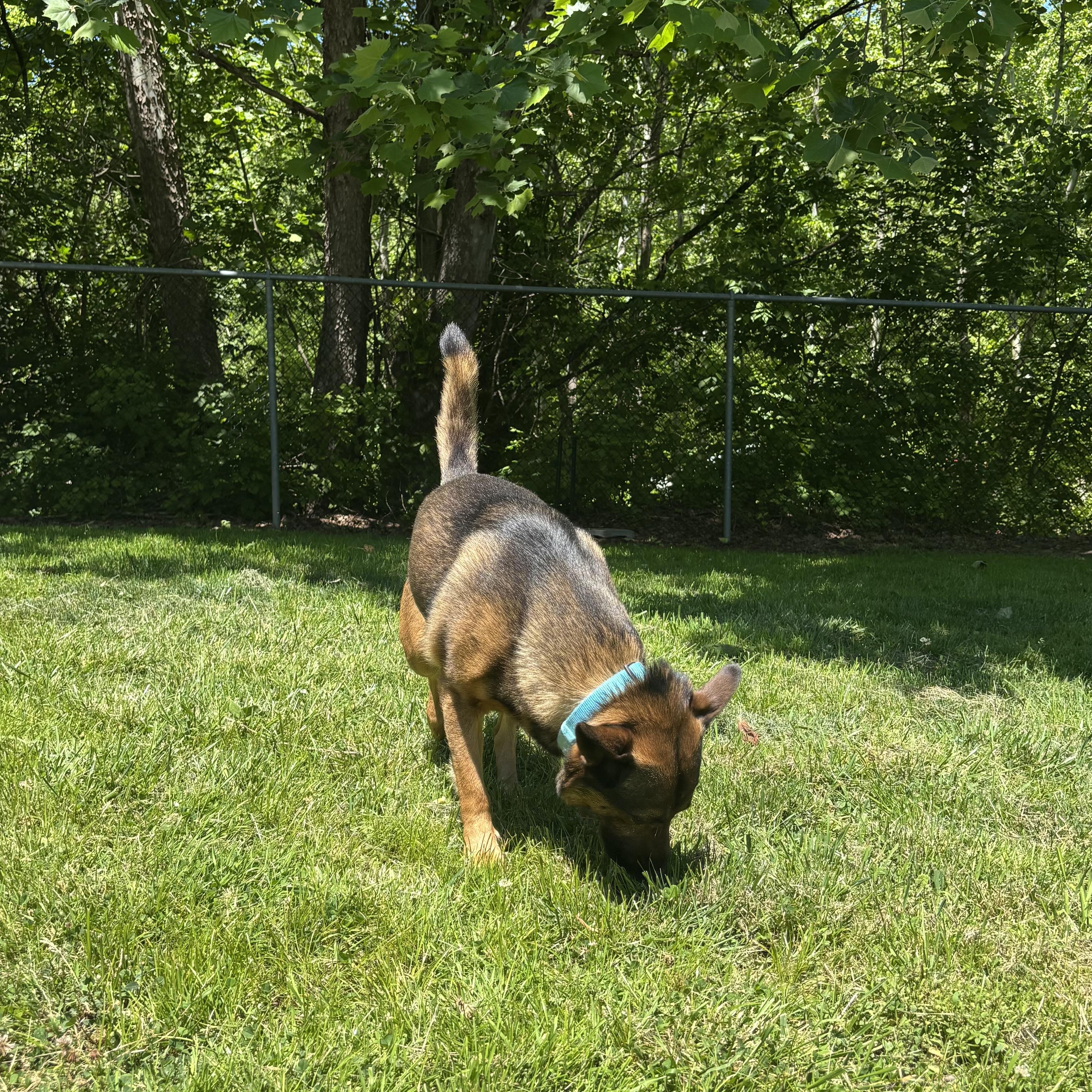 Milo, a ADOPTABLE Mixed Breed in Waynesburg, PA image 4/6