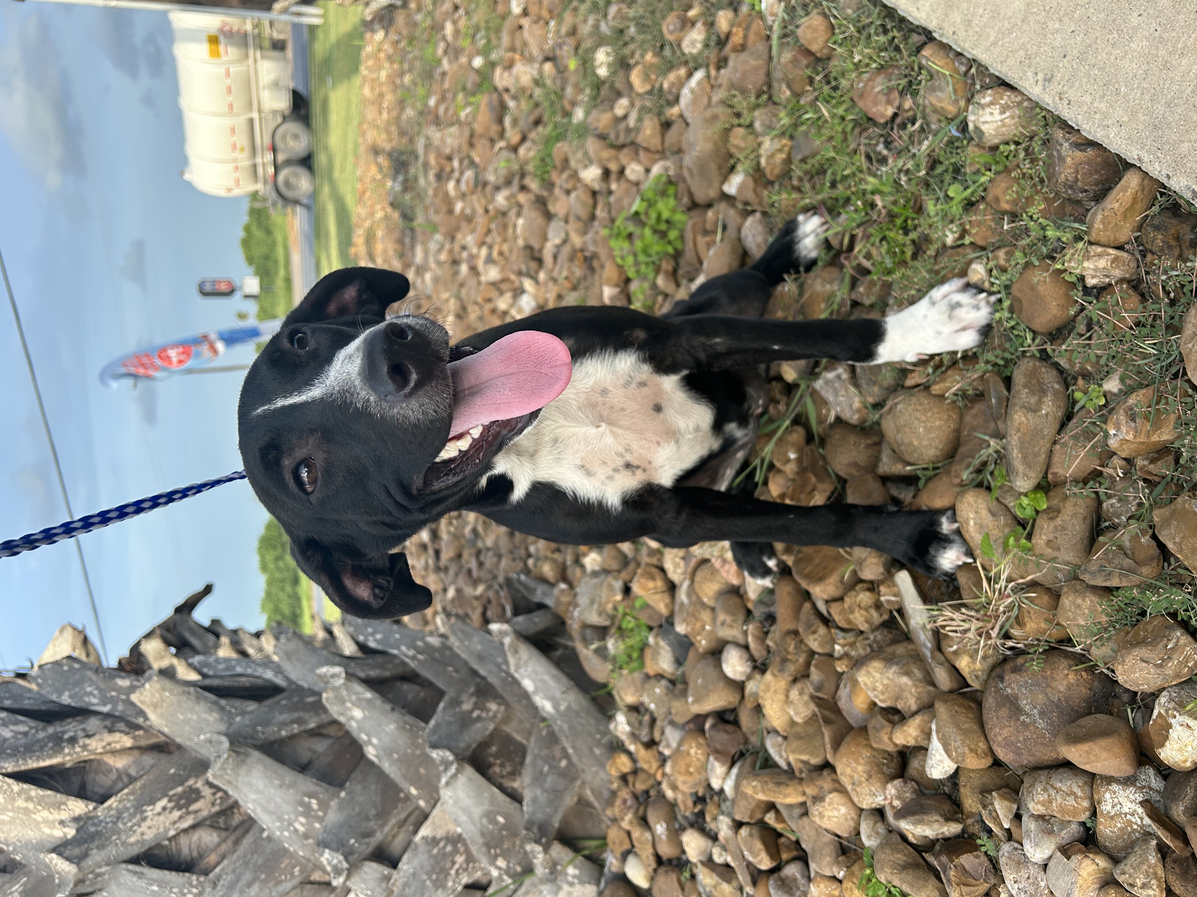 Enlarge Brewster, a Adoptable Labrador Retriever in Harlingen, TX image 1/4