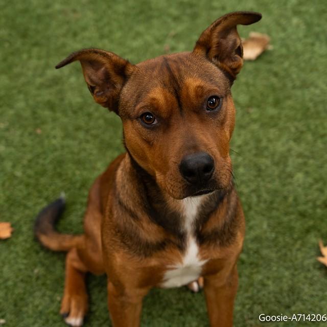 GOOSIE, Adoptable, Young Male Pit Bull Terrier & Mixed Breed.
