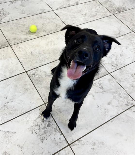JASPER, Adoptable, Young Male Border Collie & Mixed Breed.