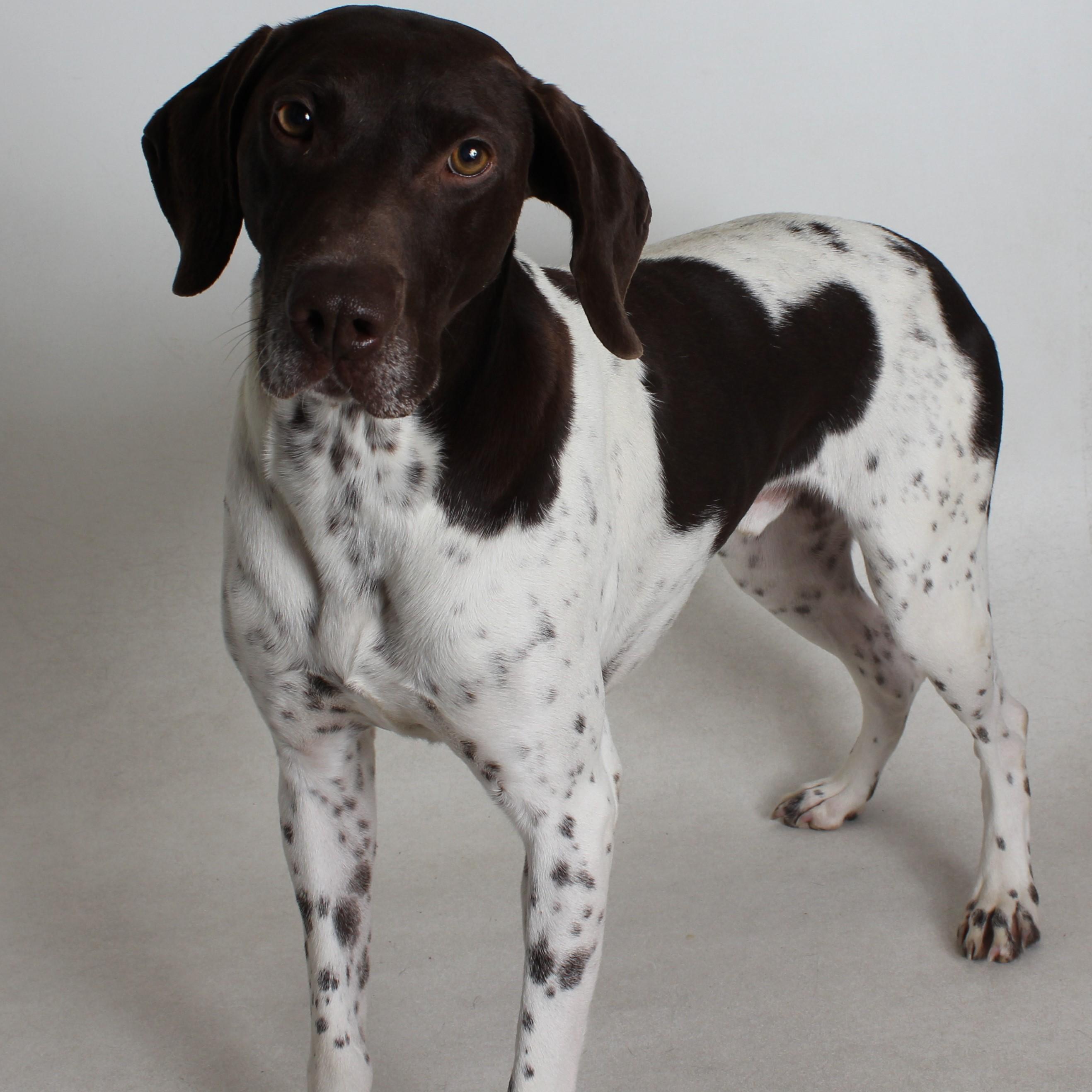 Otto, adopted, Adult Male German Shorthaired Pointer.