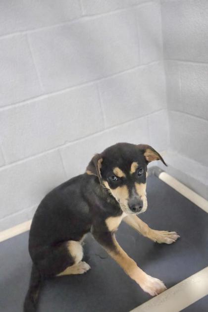 Murphy, Adoptable, Puppy Male Mixed Breed & Mixed Breed.