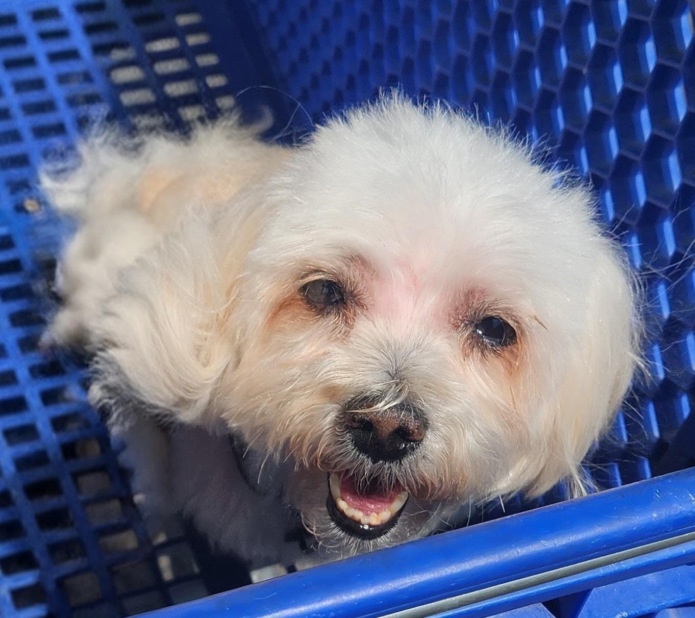 Little Bit Dog LITTLE BIT - Adoptable Pet | Petfinder | Petfinder