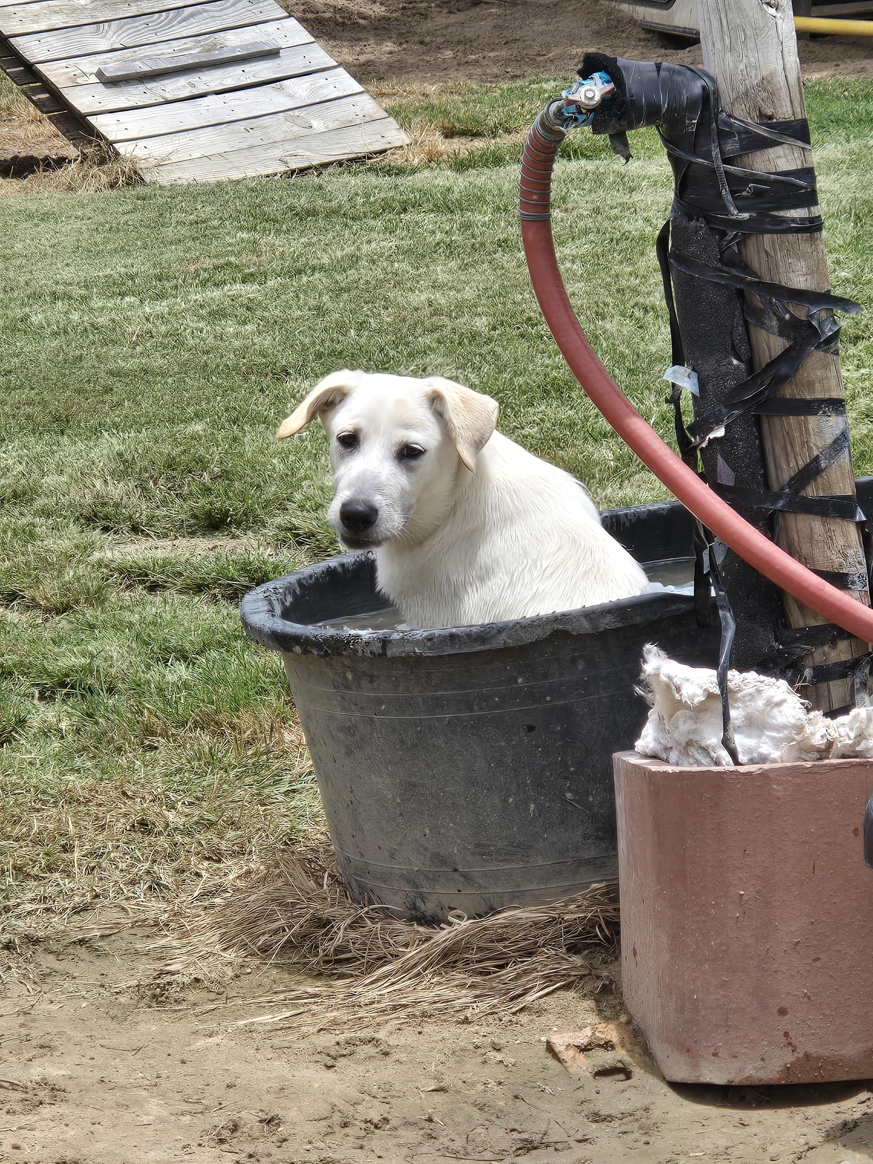 Enlarge Clover, a Adoptable mixed breed in Mexia, TX image 3/3