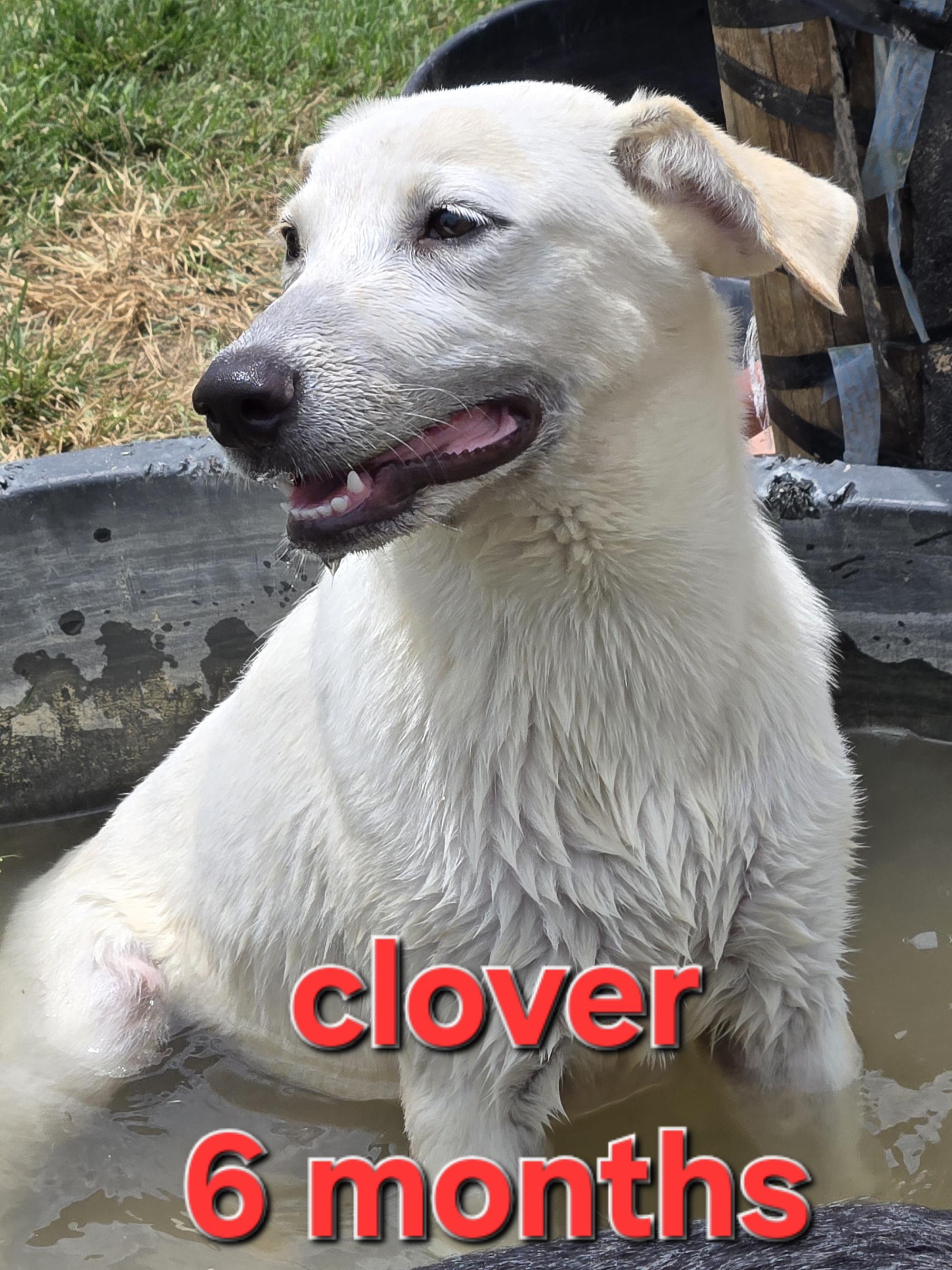 Enlarge Clover, a Adoptable mixed breed in Mexia, TX image 1/3