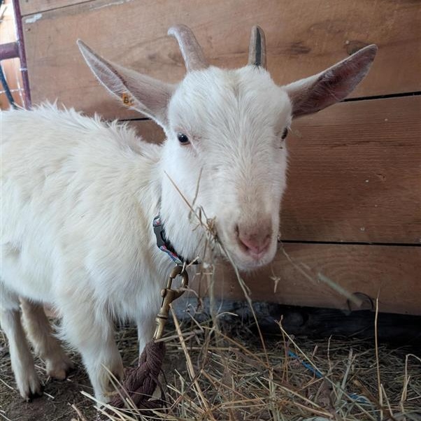 Theodosia, ADOPTABLE, Young Female Saanen.
