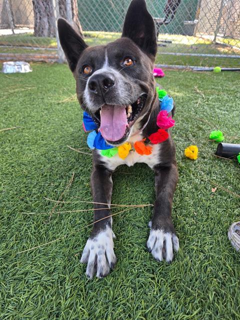 Enlarge EVER, a Adoptable mixed breed in Downey, CA image 1/1
