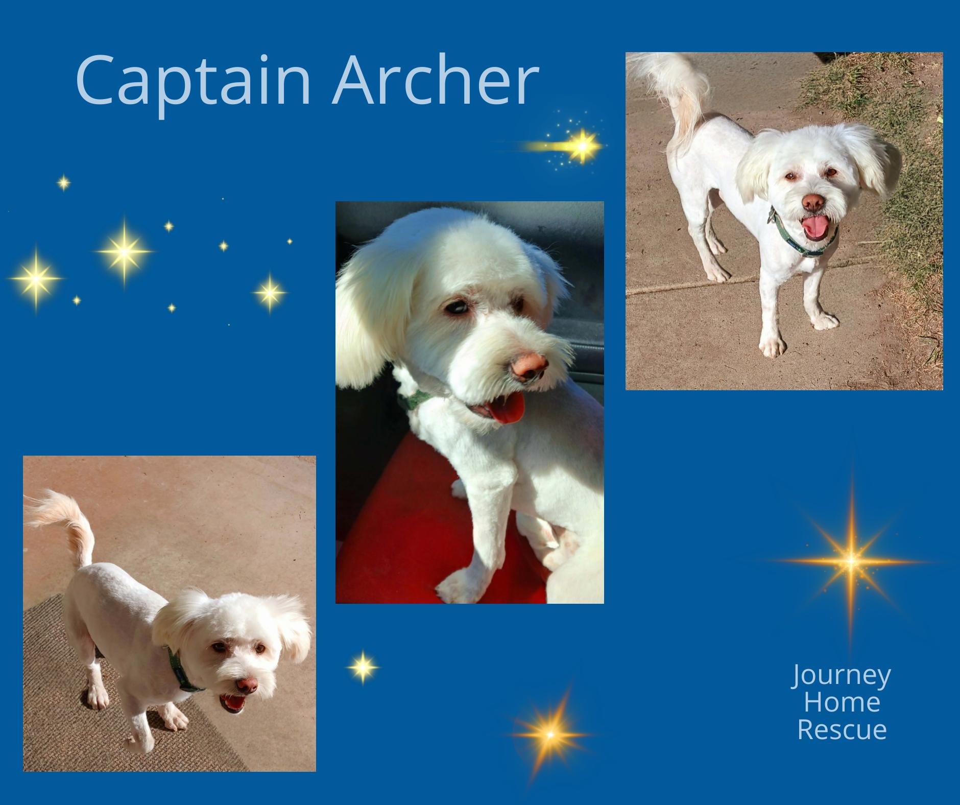 Captain Archer, ADOPTABLE, Adult Male Bichon Frise & Poodle.