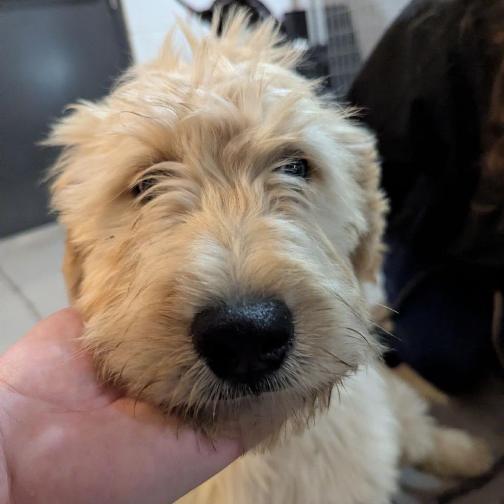 Enlarge Apollo, an adopted mixed breed in Ocala, FL image 4/4