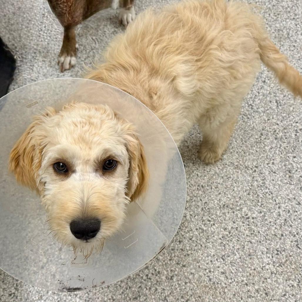 Enlarge Apollo, an adopted mixed breed in Ocala, FL image 2/4