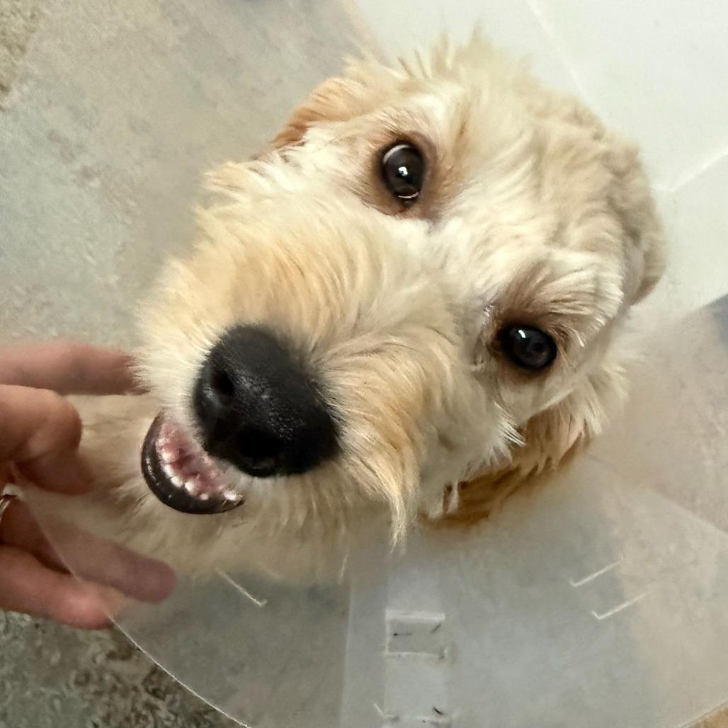 Apollo, adopted, Puppy Male Labradoodle & Goldendoodle.