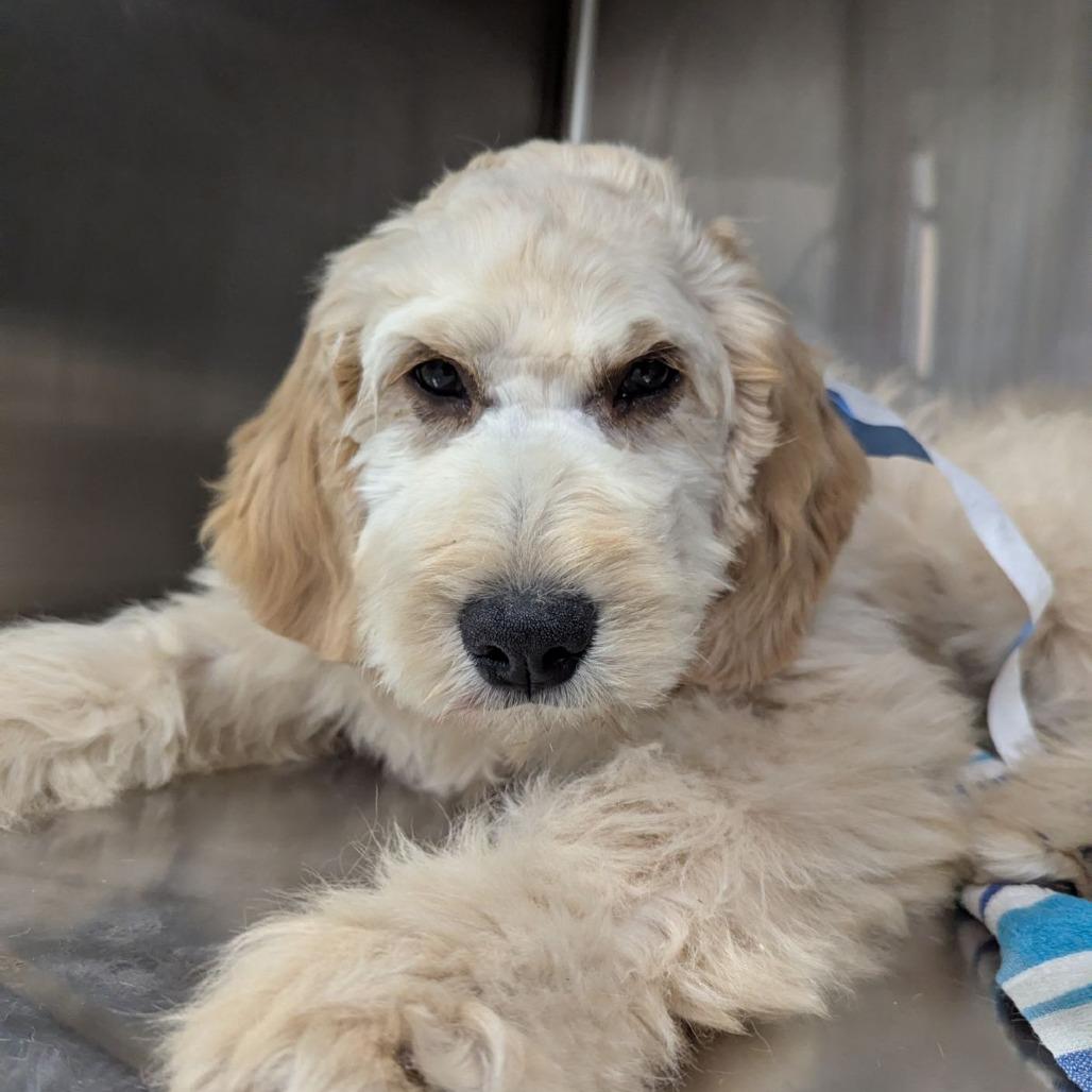 Enlarge Apollo, an adopted mixed breed in Ocala, FL image 3/4