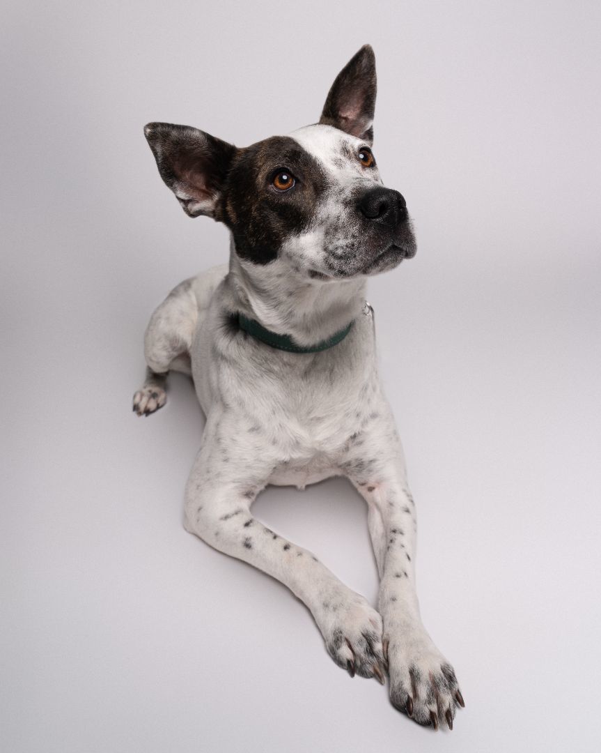 Poochie, a Adopted mixed breed image 1/3