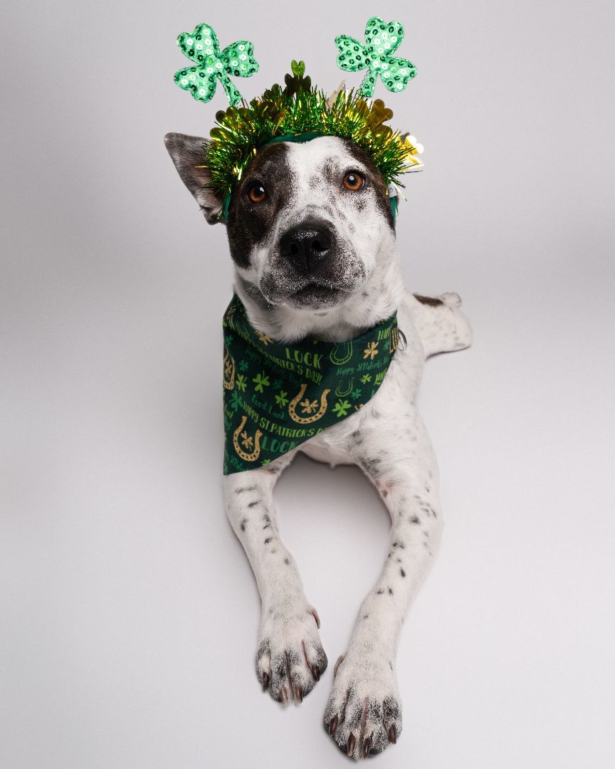 Poochie, a Adopted mixed breed image 2/3