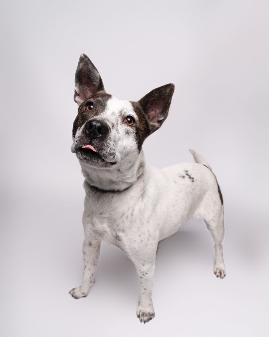 Poochie, a Adopted mixed breed image 3/3