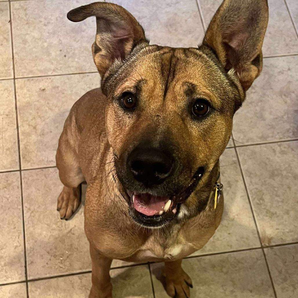 Kaya, a Adoptable German Shepherd Dog in Mebane, NC image 1/3