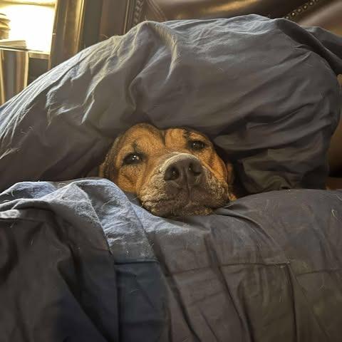 Kaya, a Adoptable German Shepherd Dog in Mebane, NC image 2/3