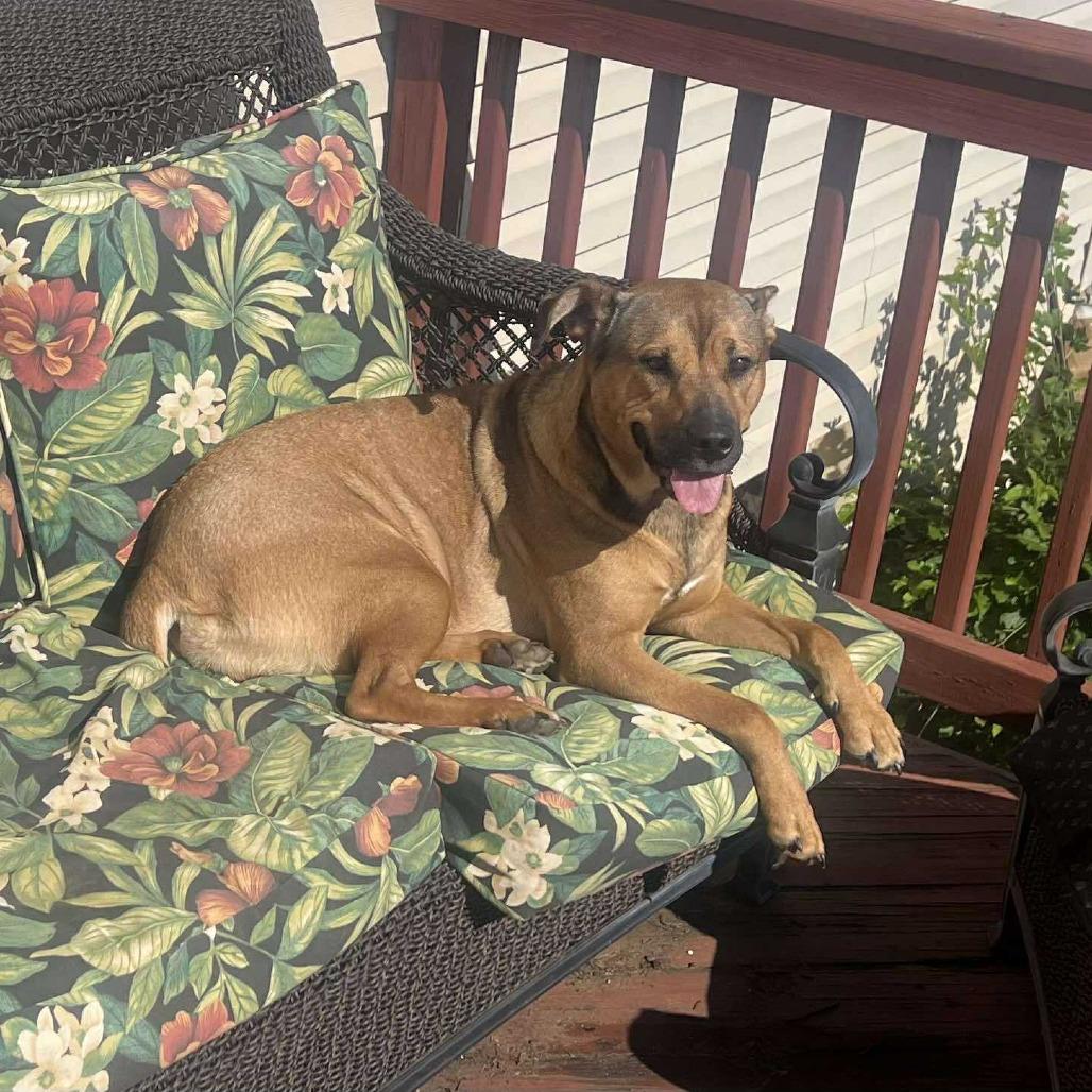 Kaya, a Adoptable German Shepherd Dog in Mebane, NC image 3/3