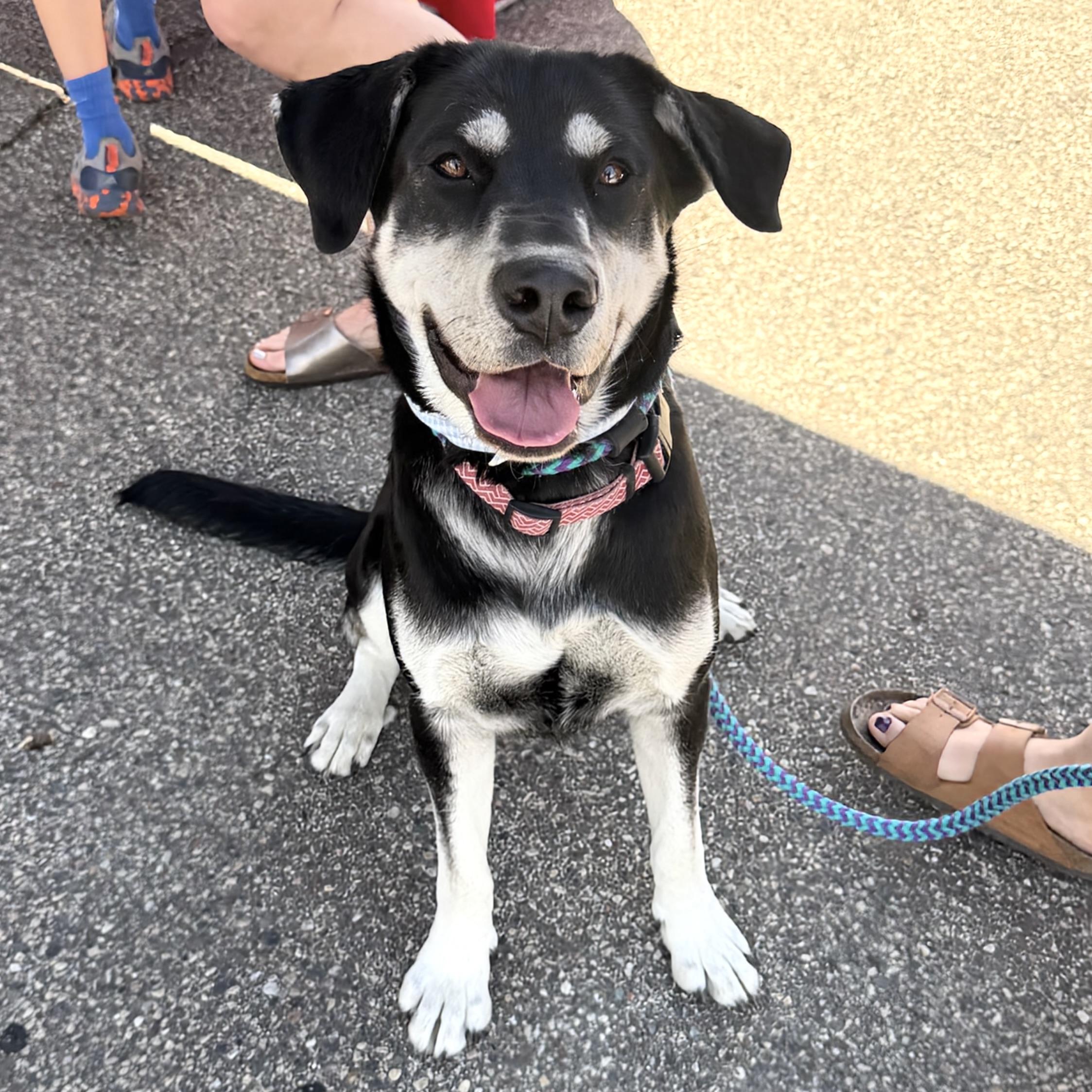 Alisa, ADOPTABLE, Adult Female Husky.