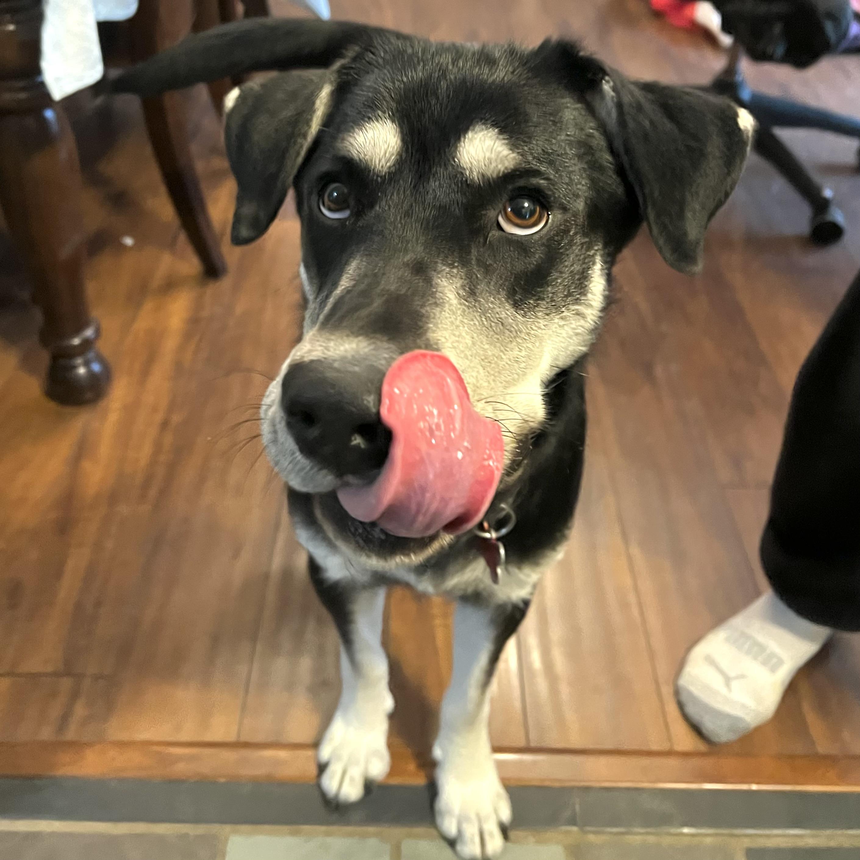 Enlarge Alisa, a ADOPTABLE mixed breed in Prior Lake, MN image 5/6