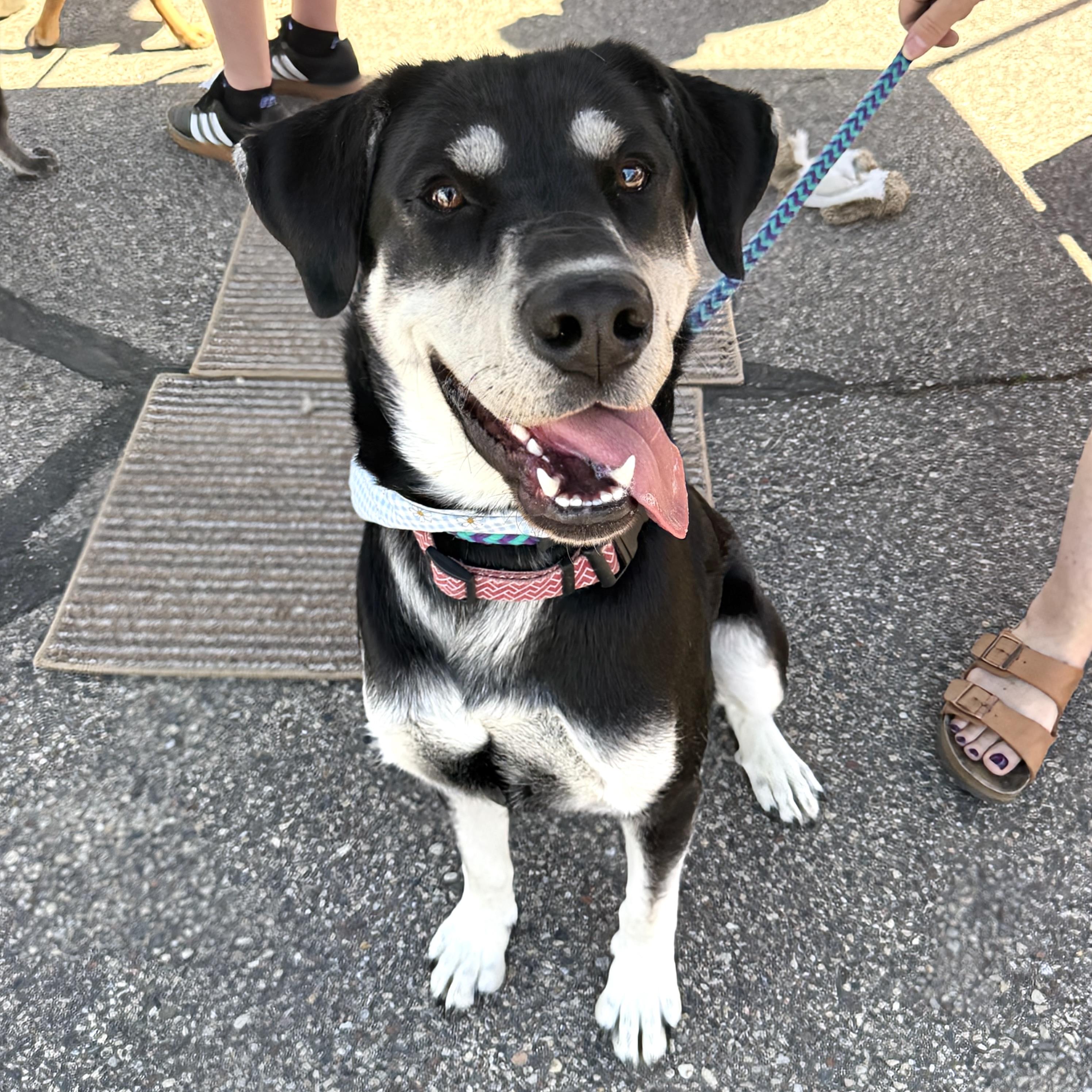 Enlarge Alisa, a ADOPTABLE mixed breed in Prior Lake, MN image 6/6