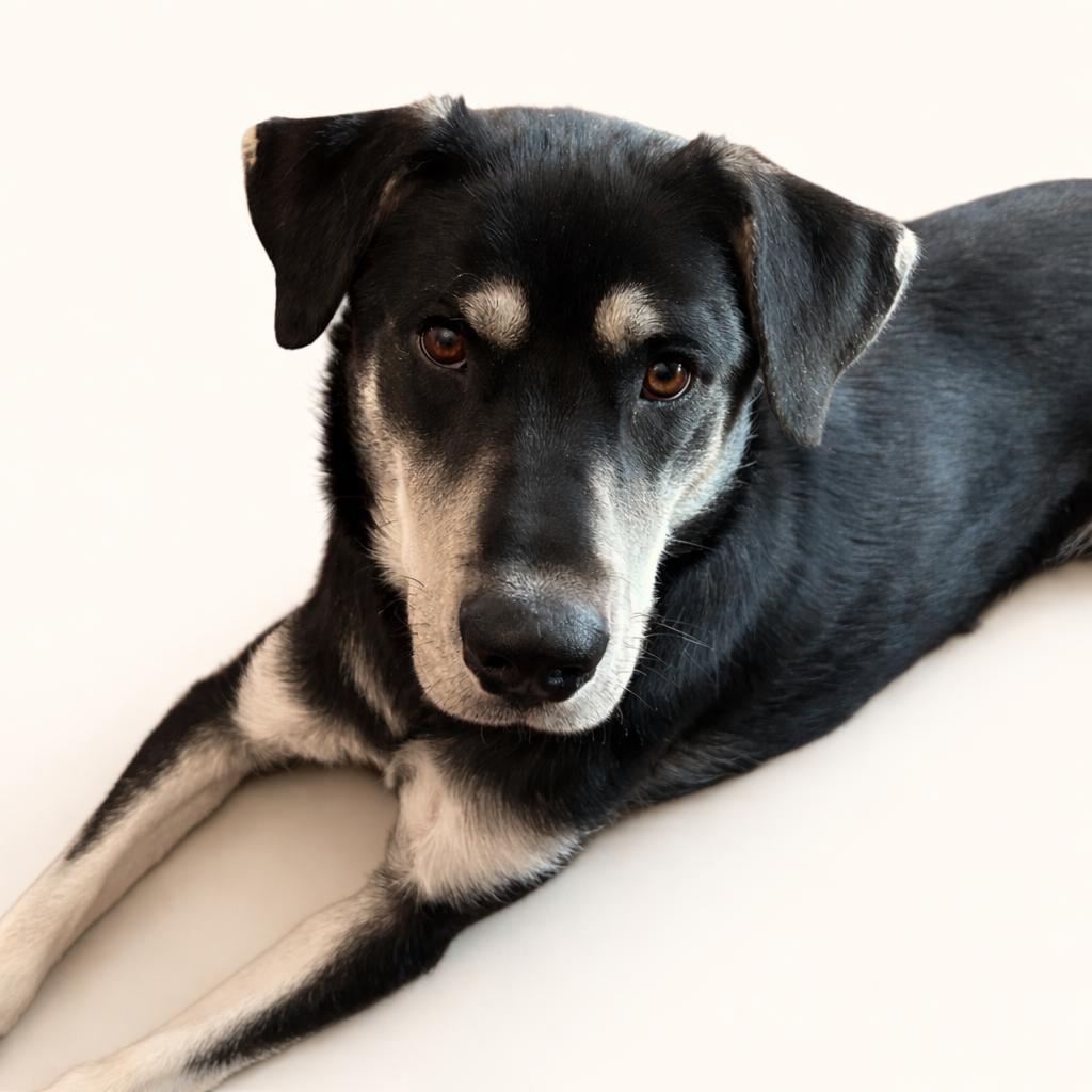 Enlarge Alisa, a ADOPTABLE mixed breed in Prior Lake, MN image 3/6