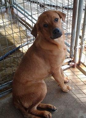 Pooh Bear, a Adoptable mixed breed in Floresville, TX image 1/3