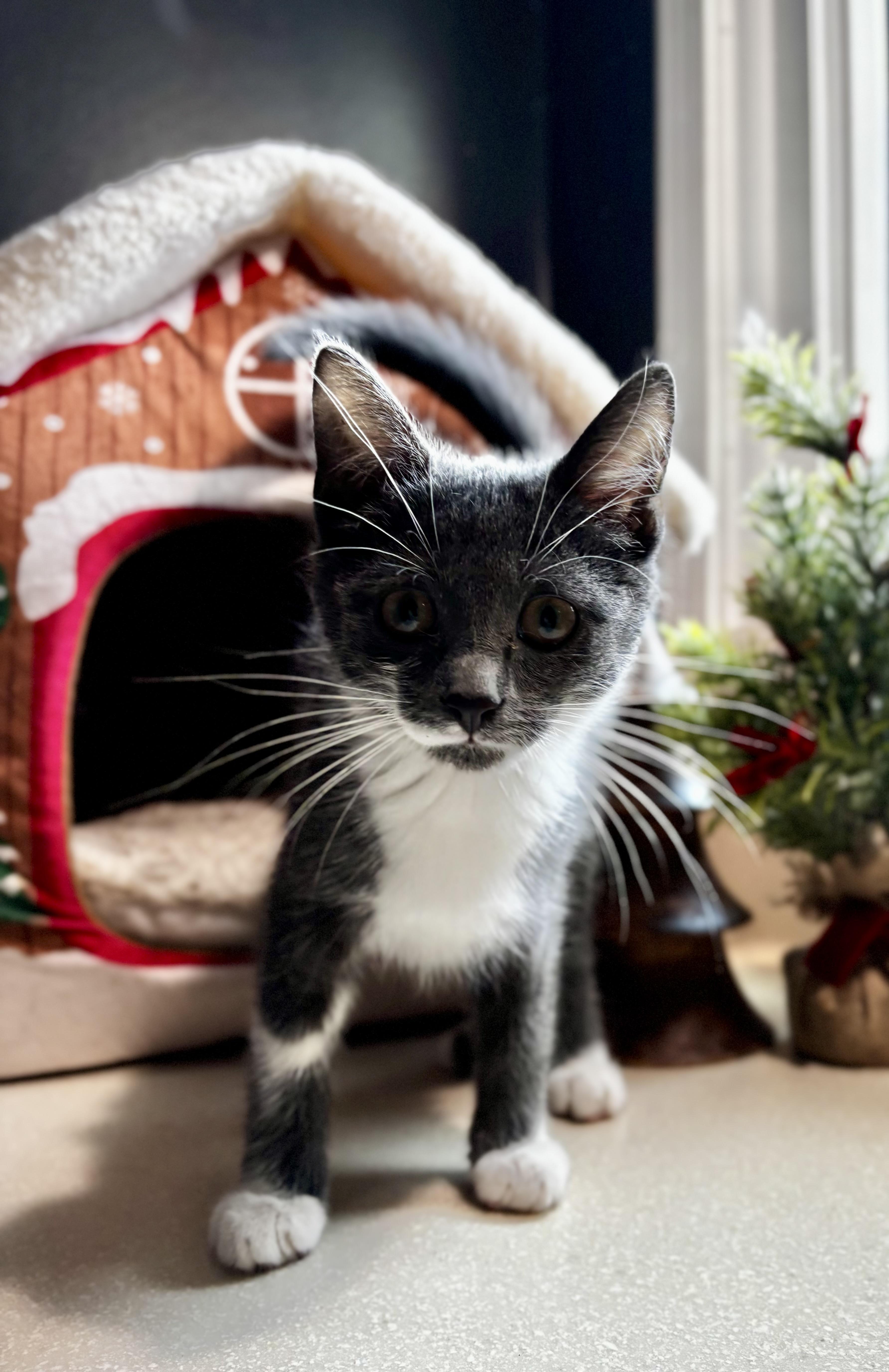 Enlarge Rita: Pre-Adoption, a ADOPTABLE Domestic Short Hair in Ortonville, MI image 1/2