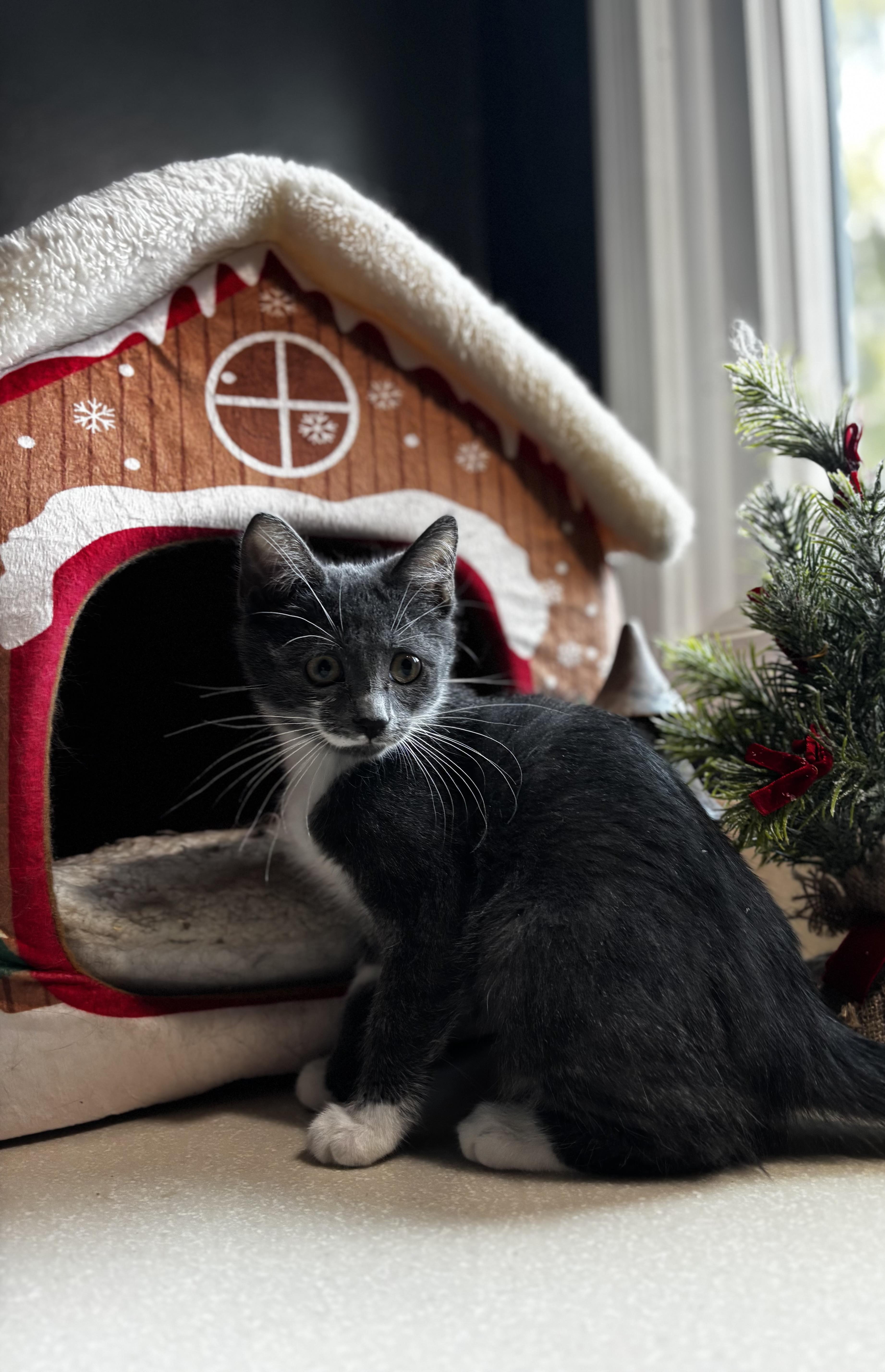 Rita: Pre-Adoption, adopted, Kitten Female Domestic Short Hair.