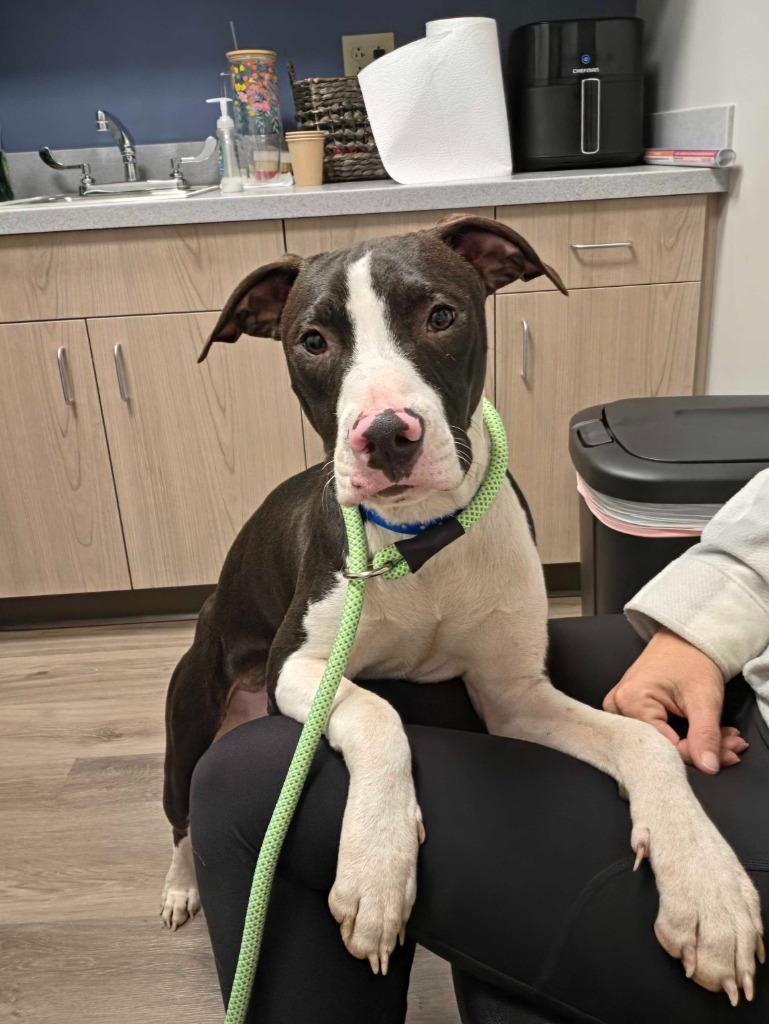 Tomathy, Adoptable, Puppy Male Pit Bull Terrier & Mixed Breed.