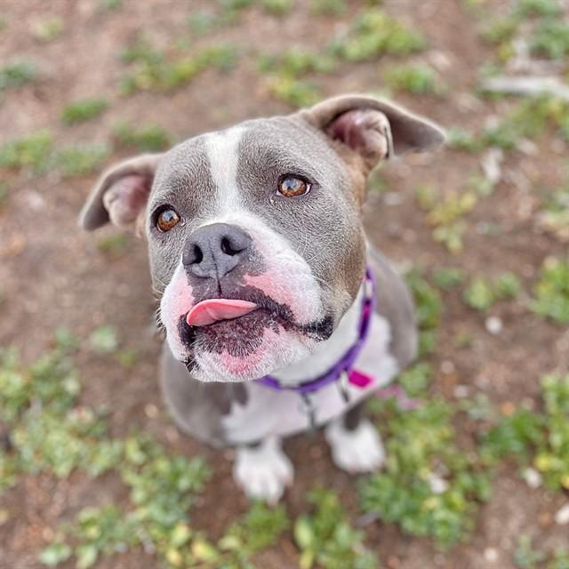 Enlarge MOXIE, a Adoptable American Staffordshire Terrier in Aurora, CO image 1/1