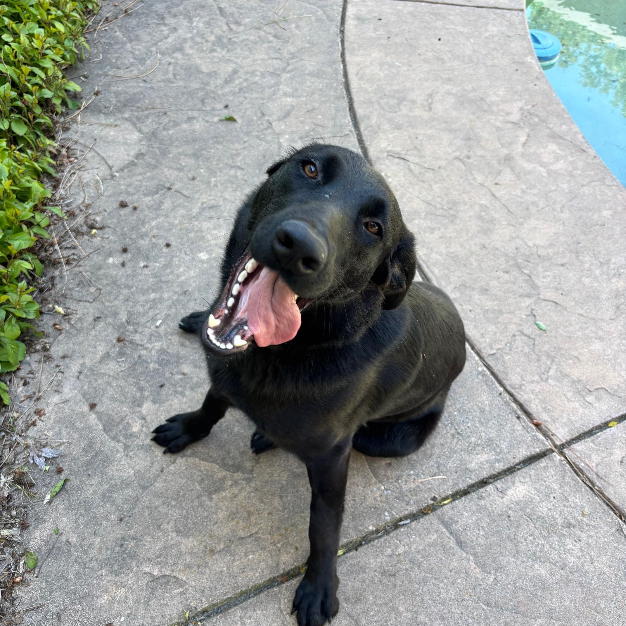 Sadie, an adopted mixed breed in Sacramento, CA image 5/5