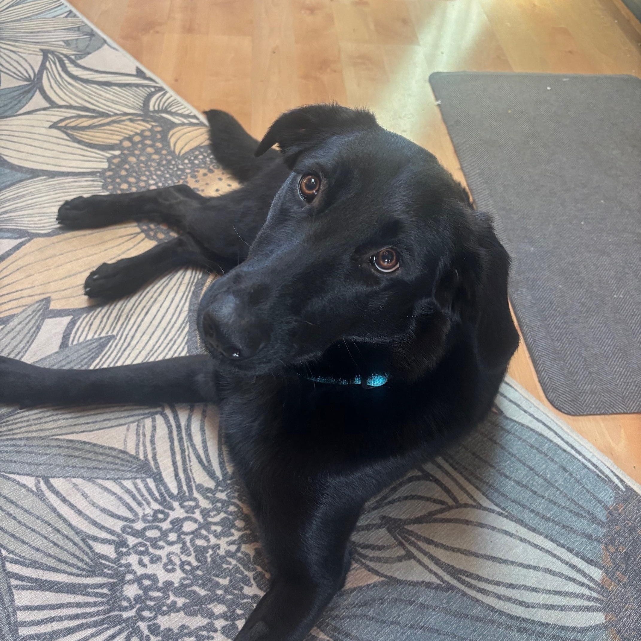 Sadie, an adopted mixed breed in Sacramento, CA image 4/5