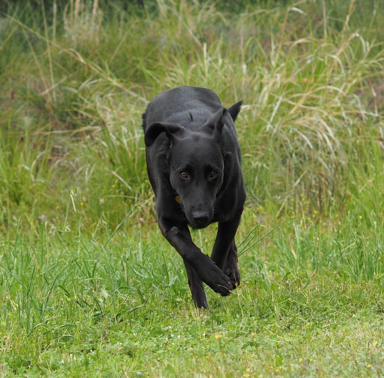 Sadie, an adopted mixed breed in Sacramento, CA image 2/5