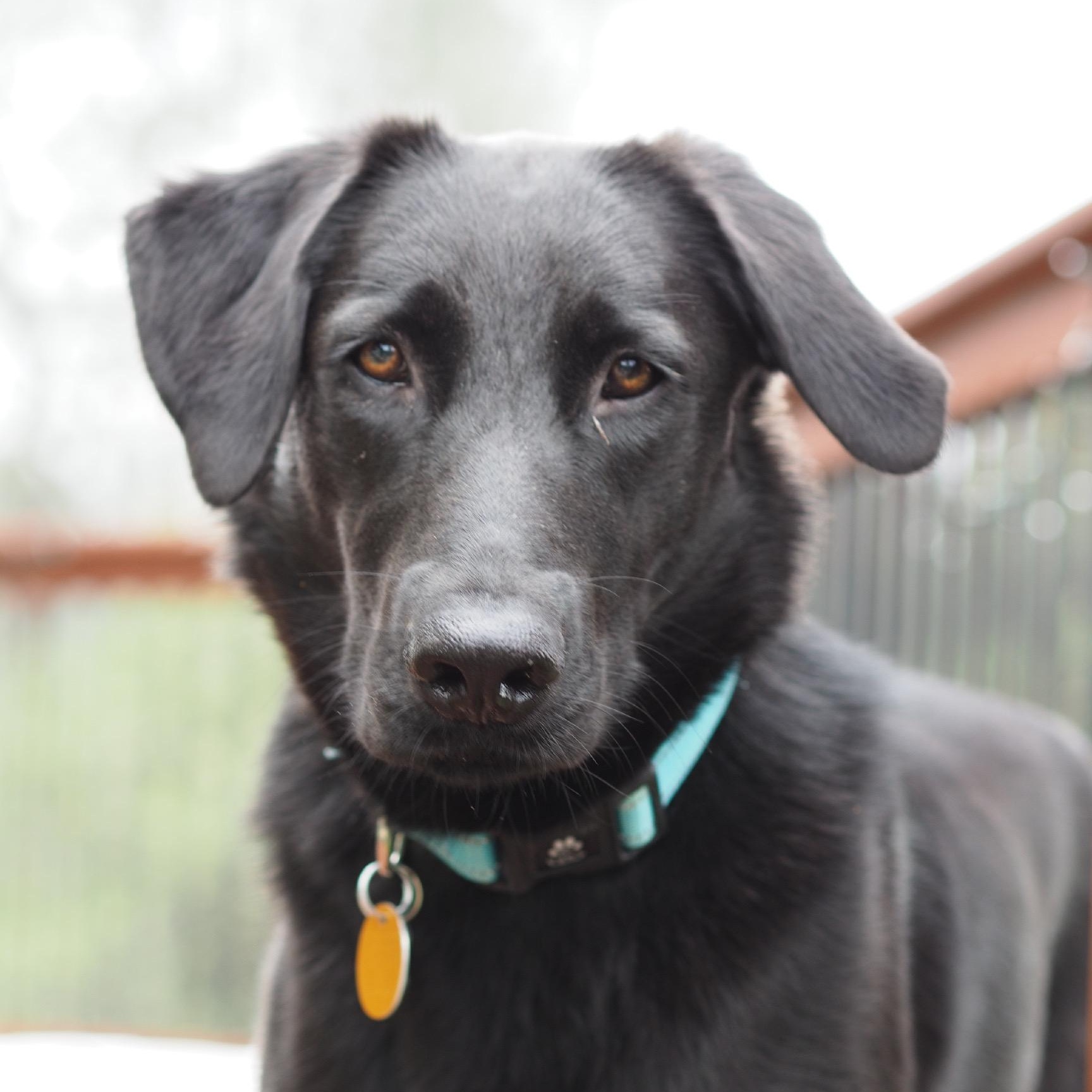Sadie, adopted, Young Female Labrador Retriever.