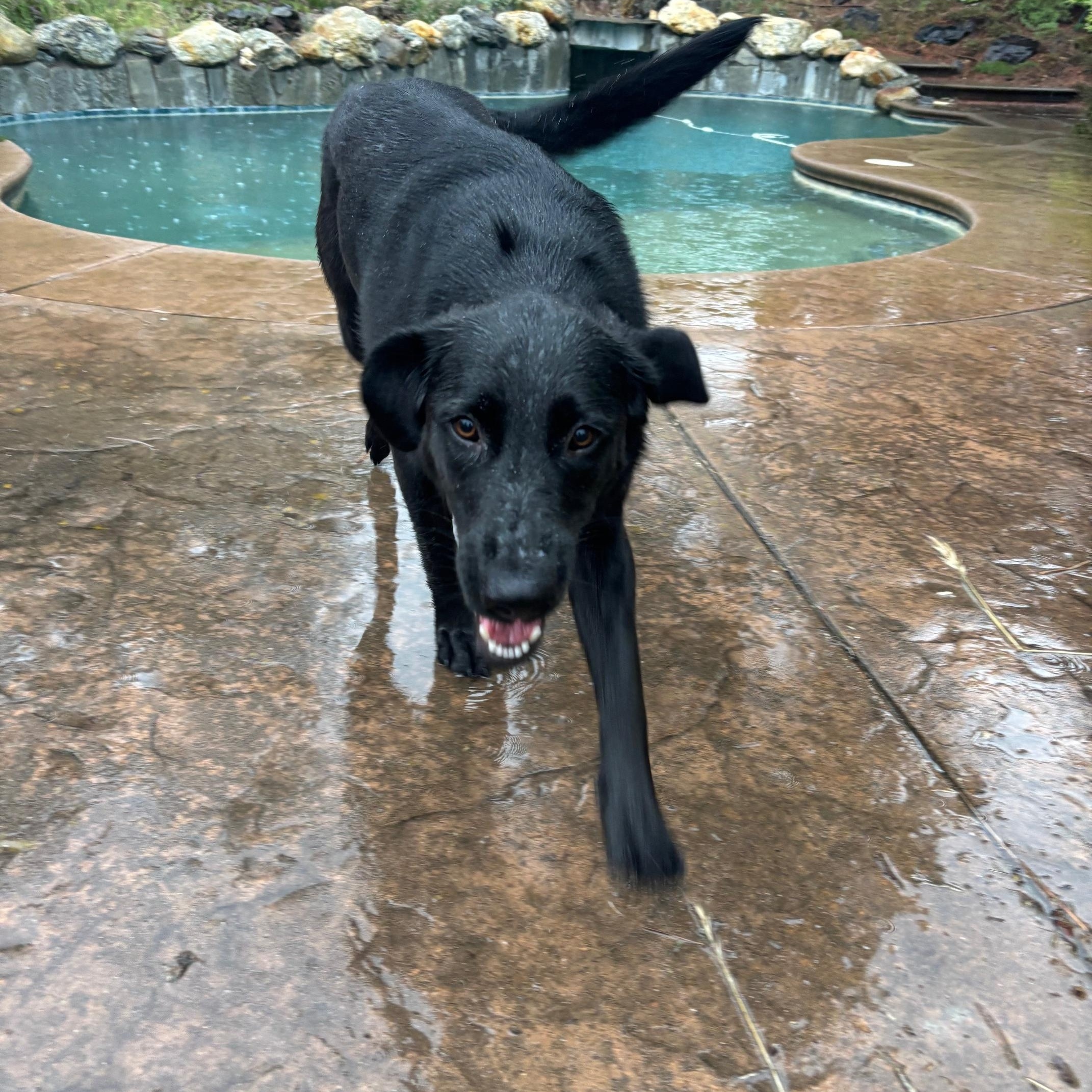 Sadie, an adopted mixed breed in Sacramento, CA image 3/5
