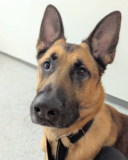 Enlarge Tao, a Adoptable mixed breed in Montreal, QC image 1/3