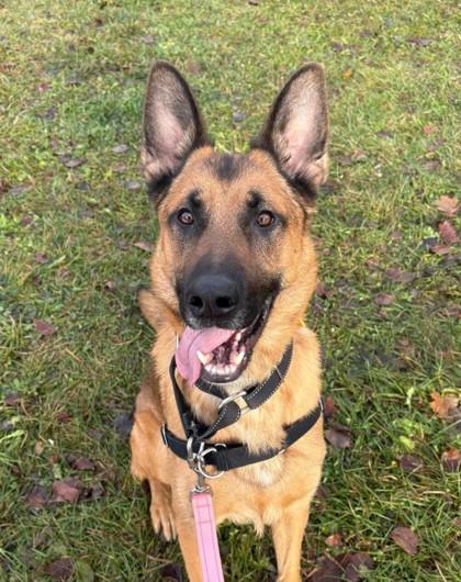 Enlarge Tao, a Adoptable mixed breed in Montreal, QC image 2/3
