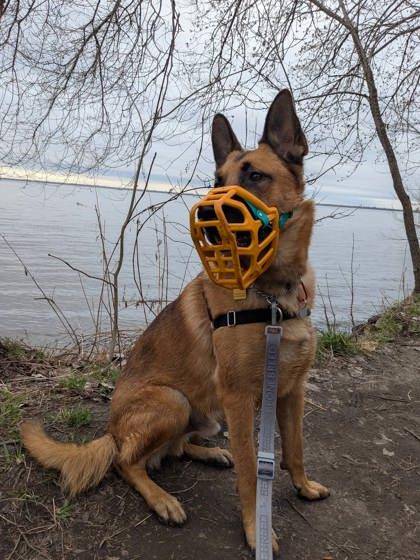 Enlarge Tao, a Adoptable mixed breed in Montreal, QC image 3/3